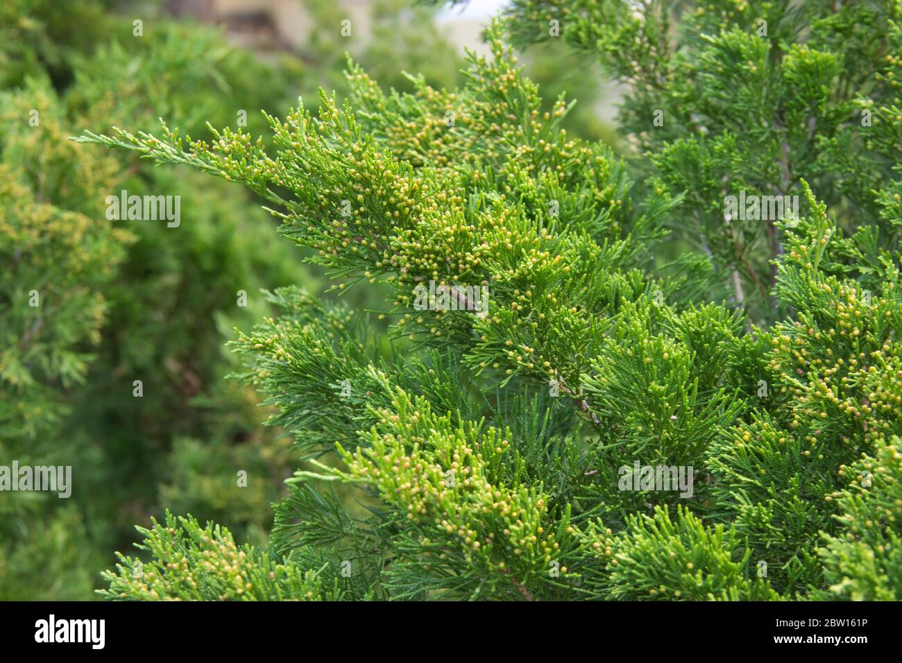 branch of a juicy green cypress. trees are grown in gardens and parks as ornamental plants.  Stock Photo