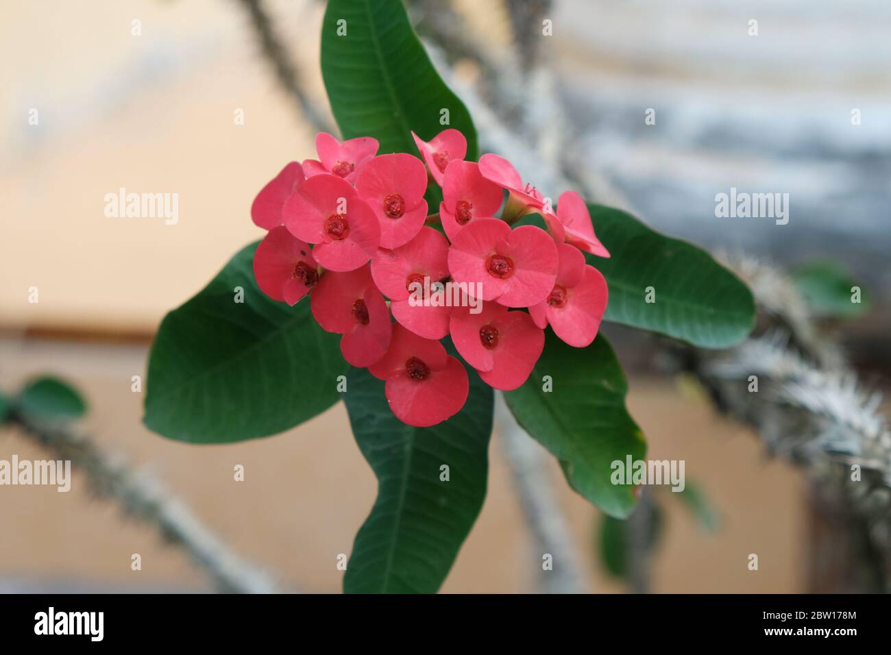 Euphorbia milii, the crown of thorns, called Corona de Cristo in Latin America  is a species of flowering plant in the spurge family Euphorbiaciae Stock Photo