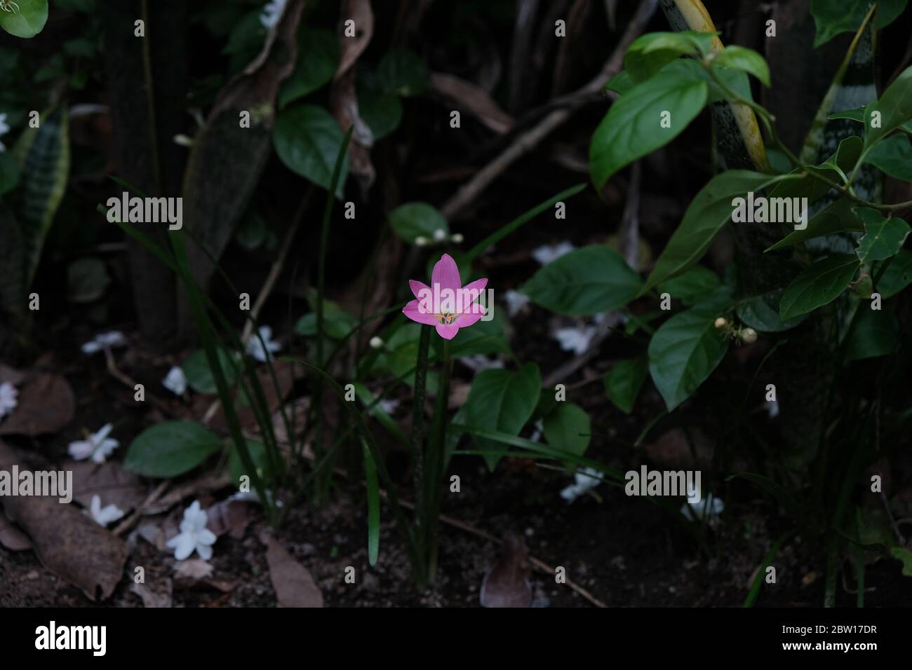 Rain Lily (also called Zephyranthes or Fairy Lily) comes from the tendency of this plant to flower after this plant gets enough rainfall. Stock Photo
