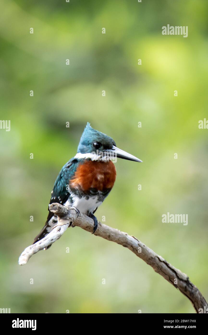 Male Amazon Kingfisher (Chloroceryle amazona) in the Peruvian Amazon Rainforest Stock Photo