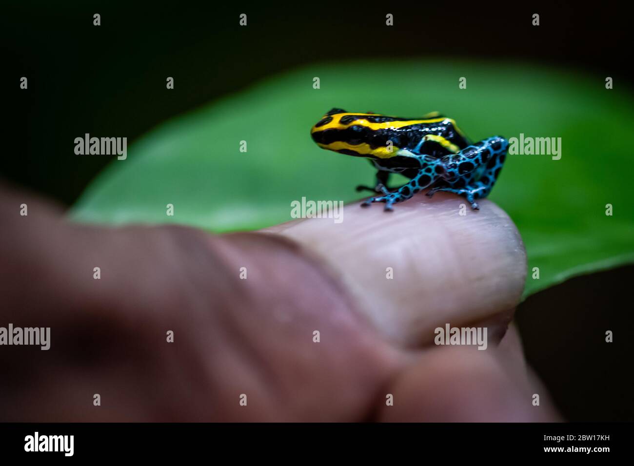 Poison Dart frog (Ranitomeya amazonica) in the Peruvian Amazon Stock Photo