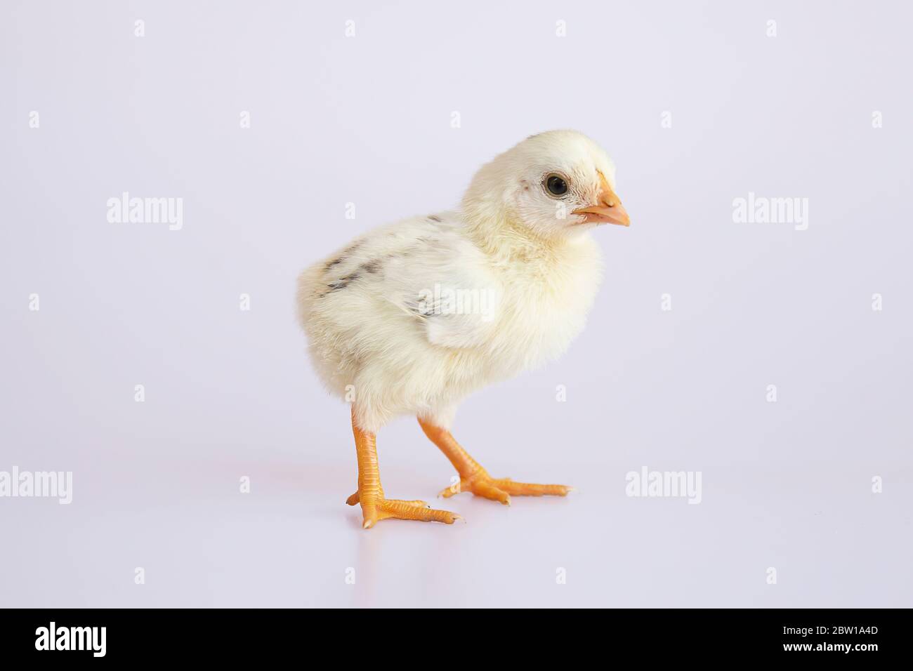 Cute little chick on a white background Stock Photo - Alamy