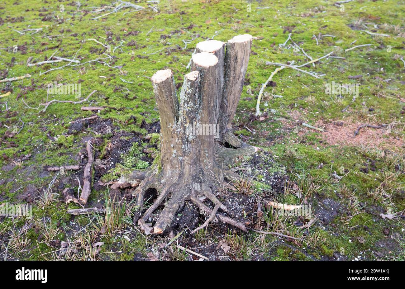 Tree stump in a park, park maintenance Stock Photo