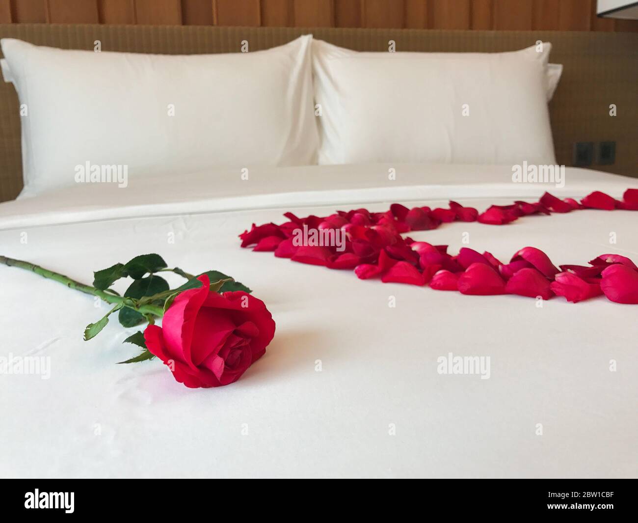 Bed of red roses hi-res stock photography and images - Alamy