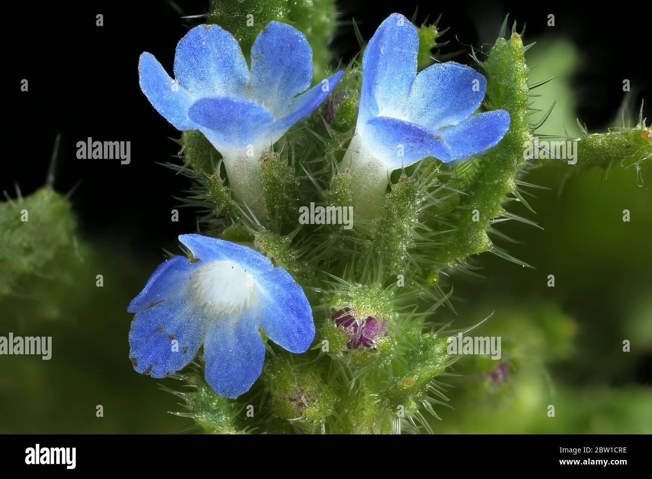 Annual Bugloss (Lycopsis arvensis). Inflorescence Closeup Stock Photo