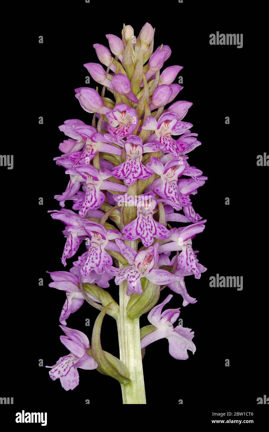 Baltic Spotted Orchid (Dactylorhiza baltica). Inflorescence Closeup Stock Photo