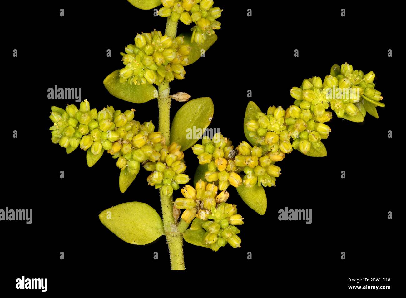 Smooth Rupturewort (Herniaria glabra). Inflorescence Closeup Stock Photo