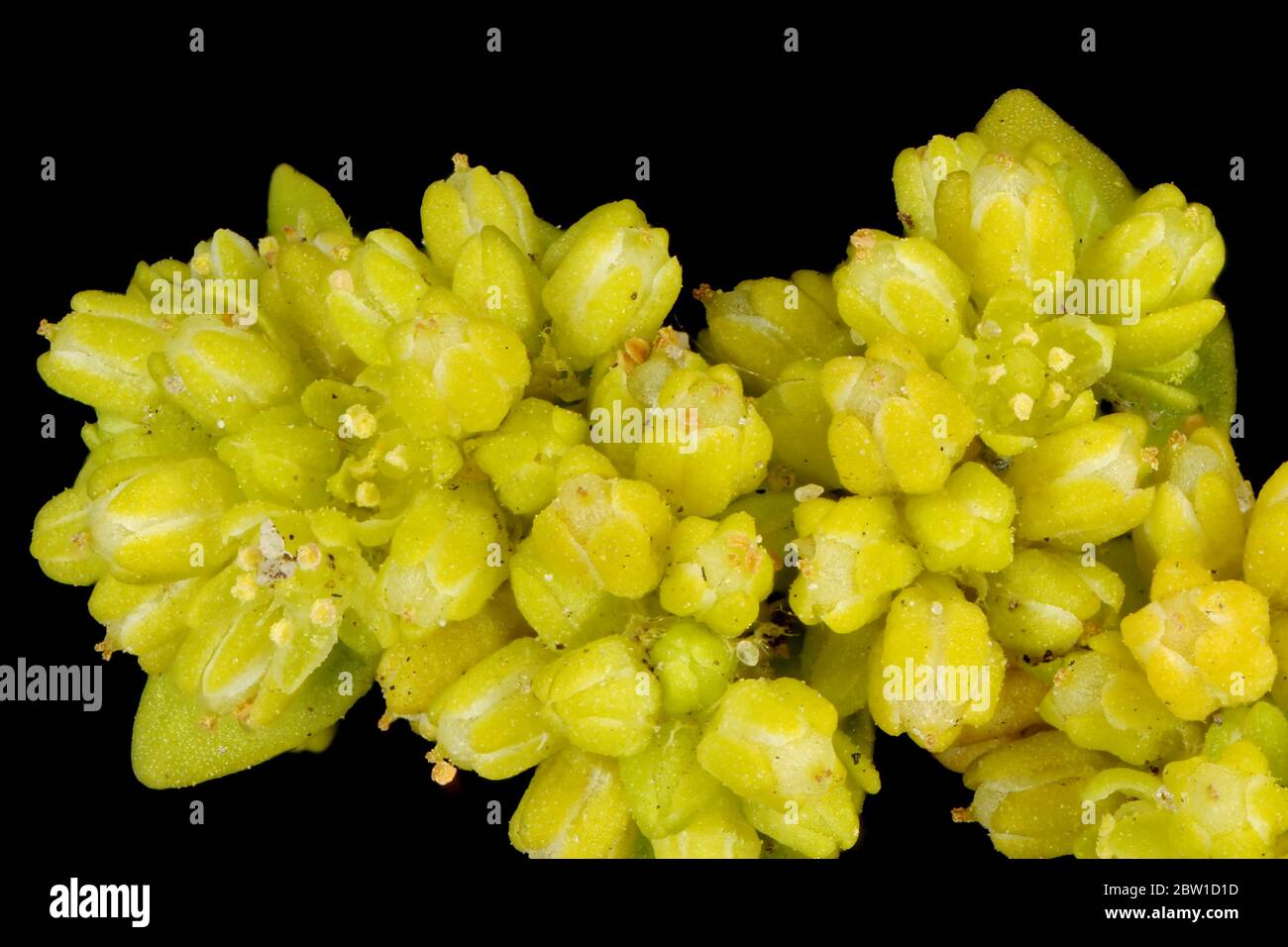 Smooth Rupturewort (Herniaria glabra). Inflorescence Detail Closeup Stock Photo