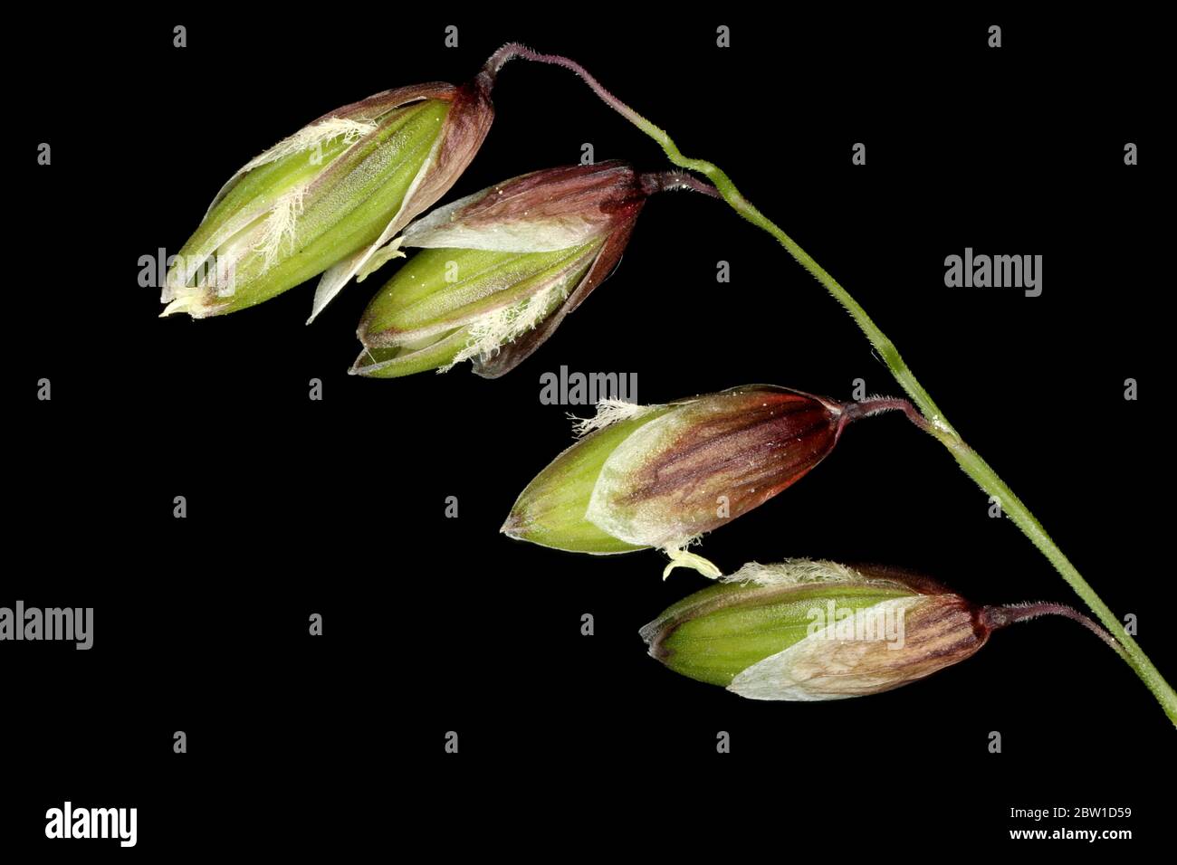 Mountain Melick (Melica nutans). Groups of Spikelets Closeup Stock Photo
