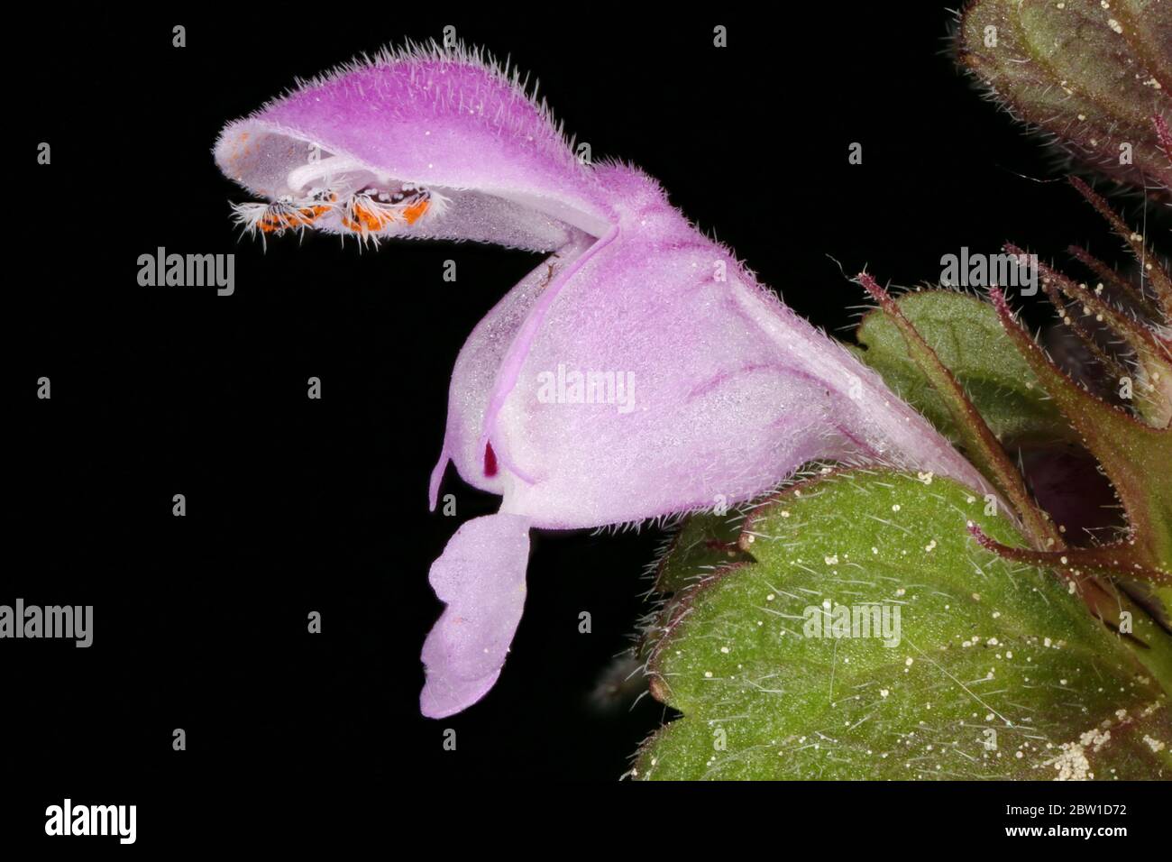 Cut-Leaved Dead-Nettle (Lamium purpureum). Flower Closeup Stock Photo
