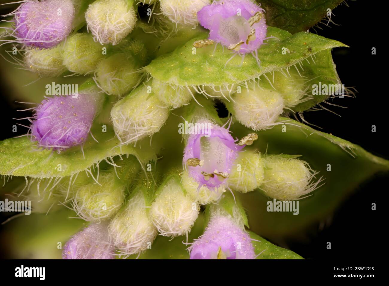 Vietnamese Balm (Elsholtzia ciliata). Inflorescence Detail Closeup Stock Photo