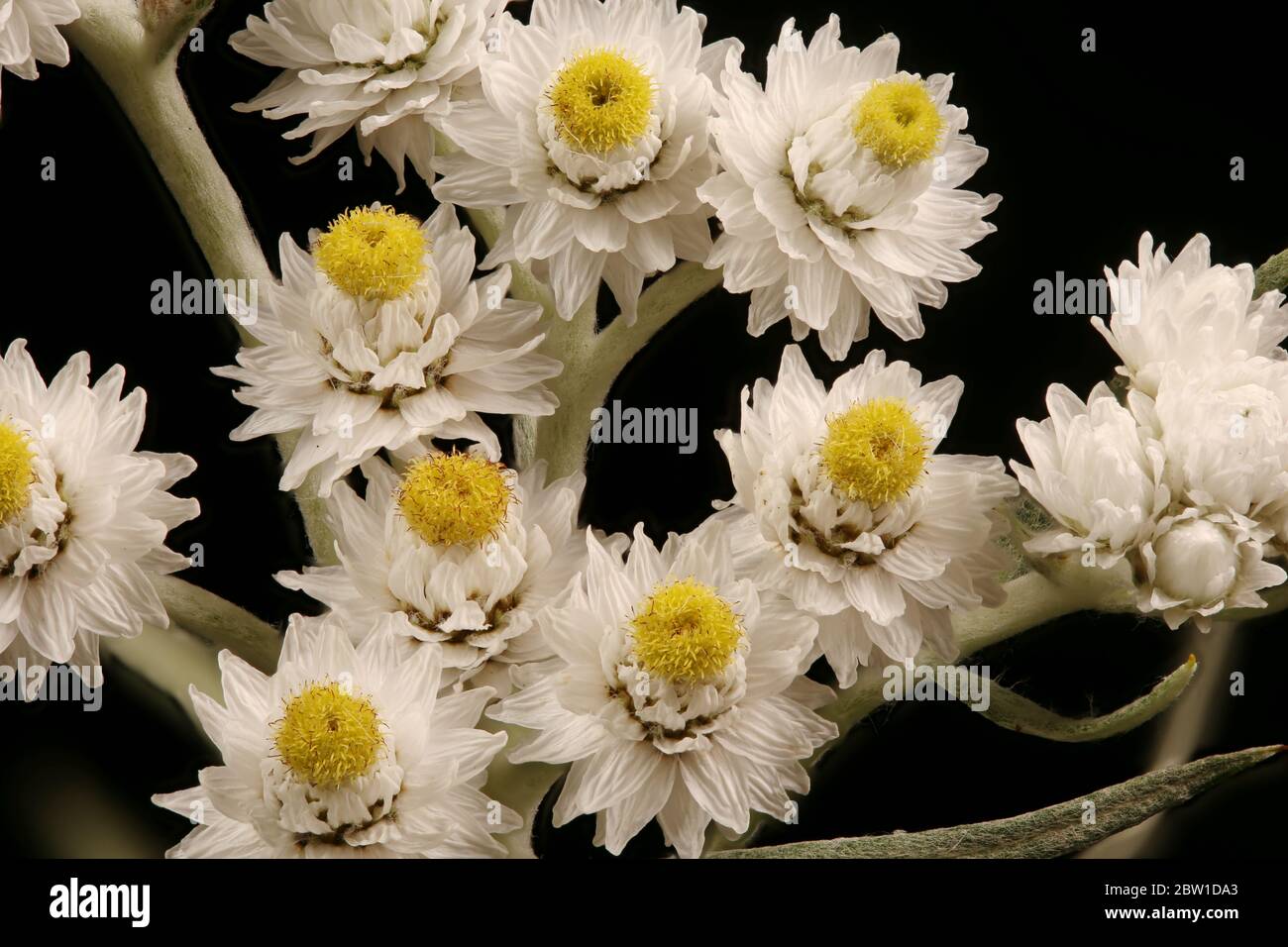 Pearly Everlasting (Anaphalis margaritacea). Inflorescence Closeup Stock Photo