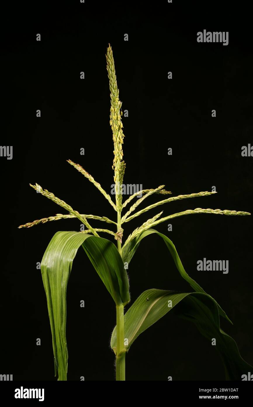 Maize Zea Mays Male Inflorescence Closeup Stock Photo Alamy