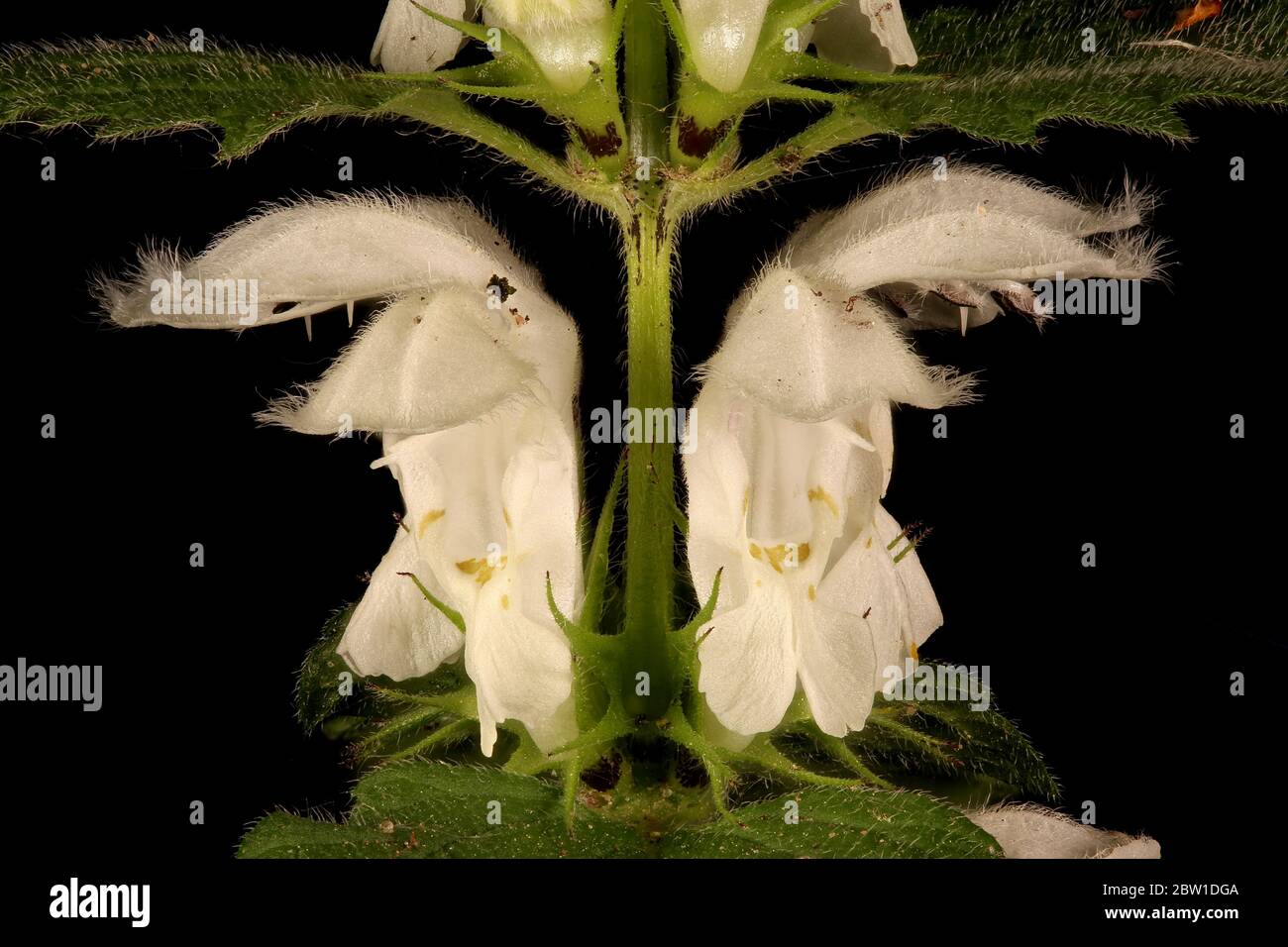 White Dead-Nettle (Lamium album). Flowers Closeup Stock Photo