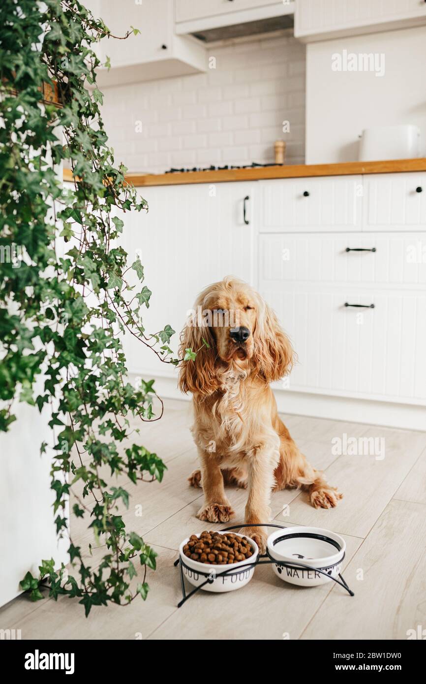 English cocker spaniel dog waiting for ffeding, eating food from