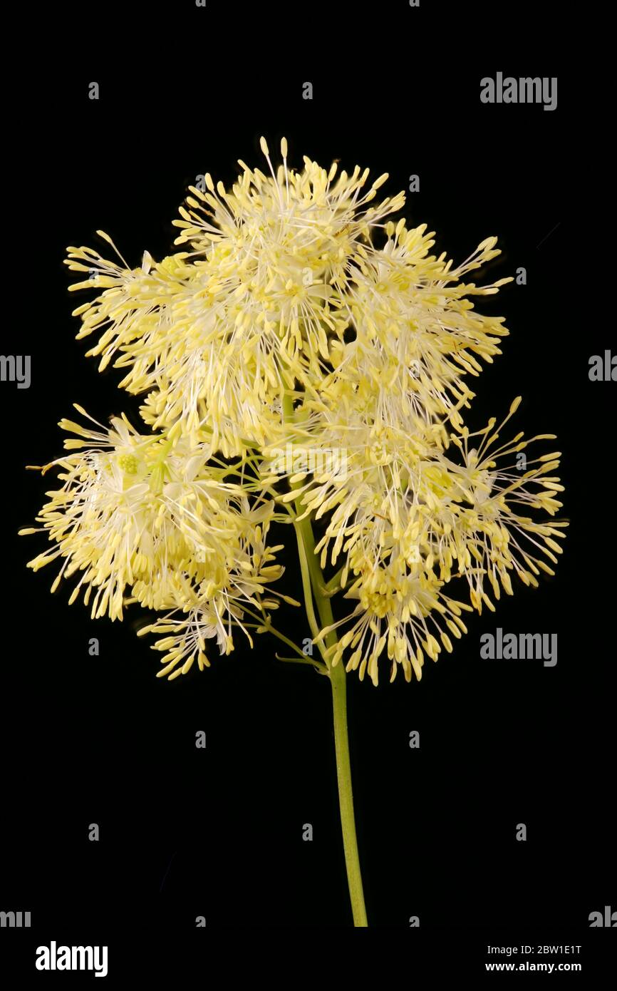 Bright Meadow-Rue (Thalictrum lucidum). Inflorescence Closeup Stock Photo