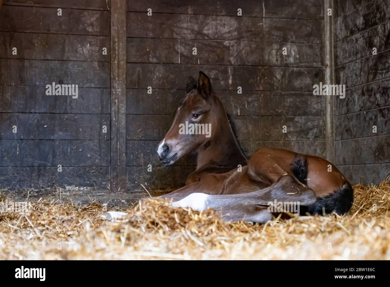 A brown mare foal is born in a horse box, stable, and lies in the straw. Stock Photo