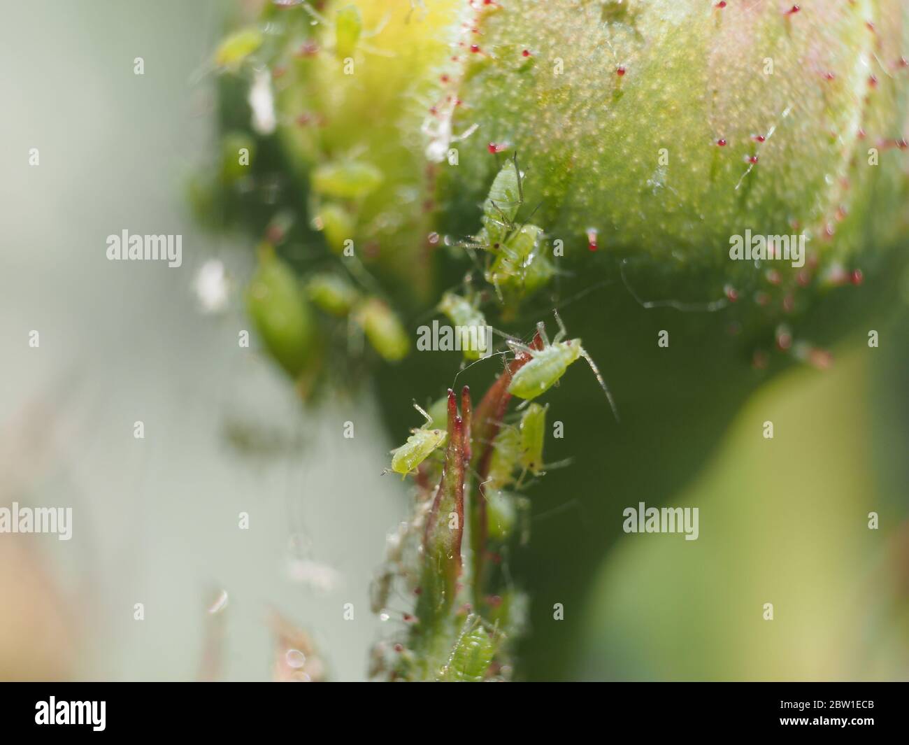 Aphids on a rose bud hi-res stock photography and images - Alamy