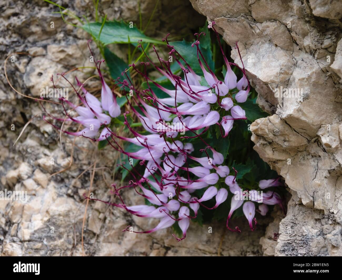Clusters of Devil's Claw (Physoplexis comosa), a rare alpine plant in flower in the Italian Alps and Dolomiti area. Stock Photo