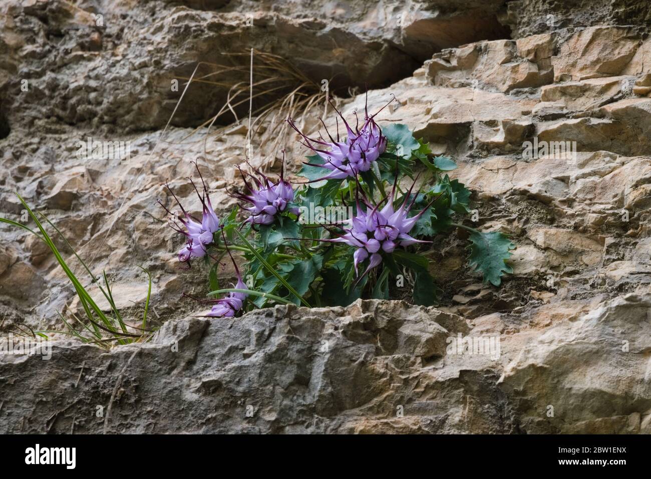 Clusters of Devil's Claw (Physoplexis comosa), a rare alpine plant in flower in the Italian Alps and Dolomiti area. Stock Photo