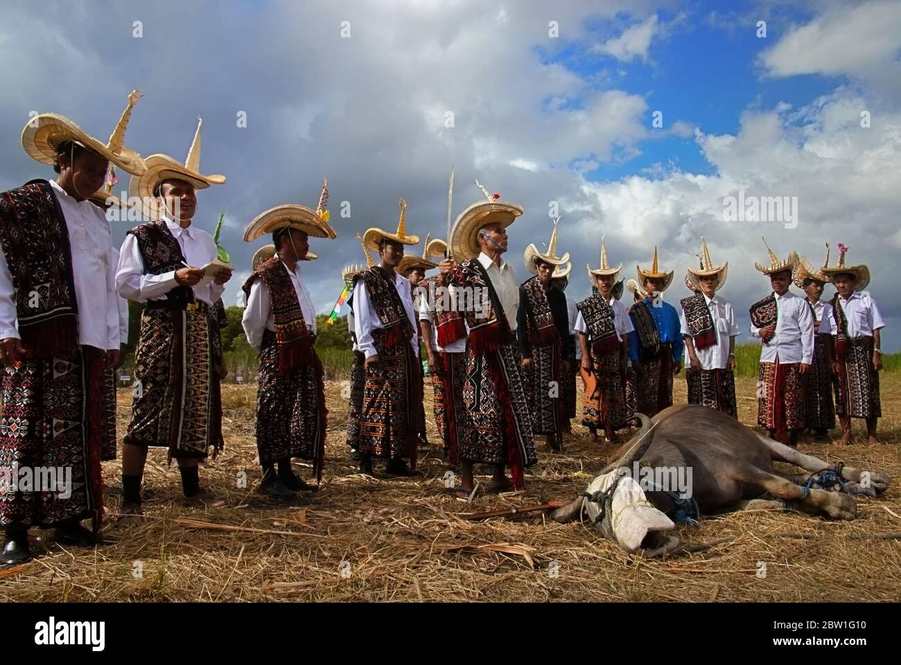 Elders of traditional communities doing rehearsal, a preparation before an actual buffalo slaughtering which is an important part for a certain traditional ceremony involving traditional tribes/families in Rote Island, Indonesia. Archival photo. Stock Photo