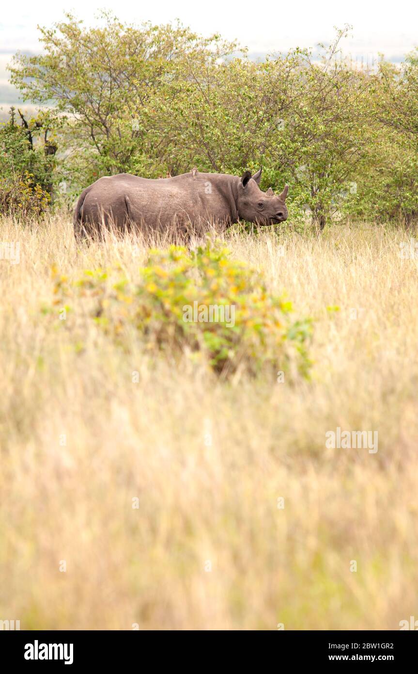 Black rhino, Diceros bicornis, adult foraging in bush in Masai Mara National Reserve. Kenya. Africa. Stock Photo