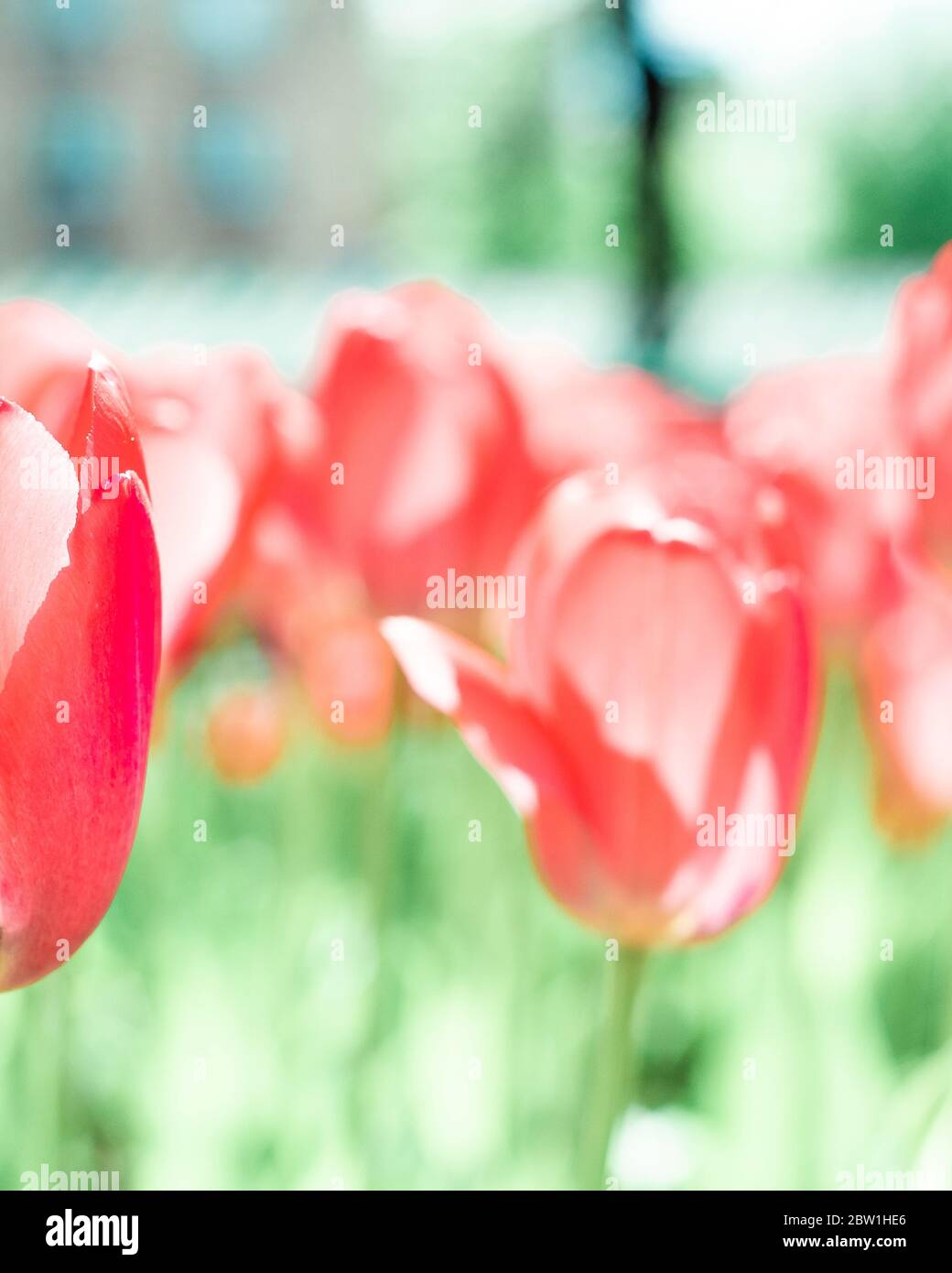 spring tulip blooms in the garden, romantic and dreamy mood Stock Photo
