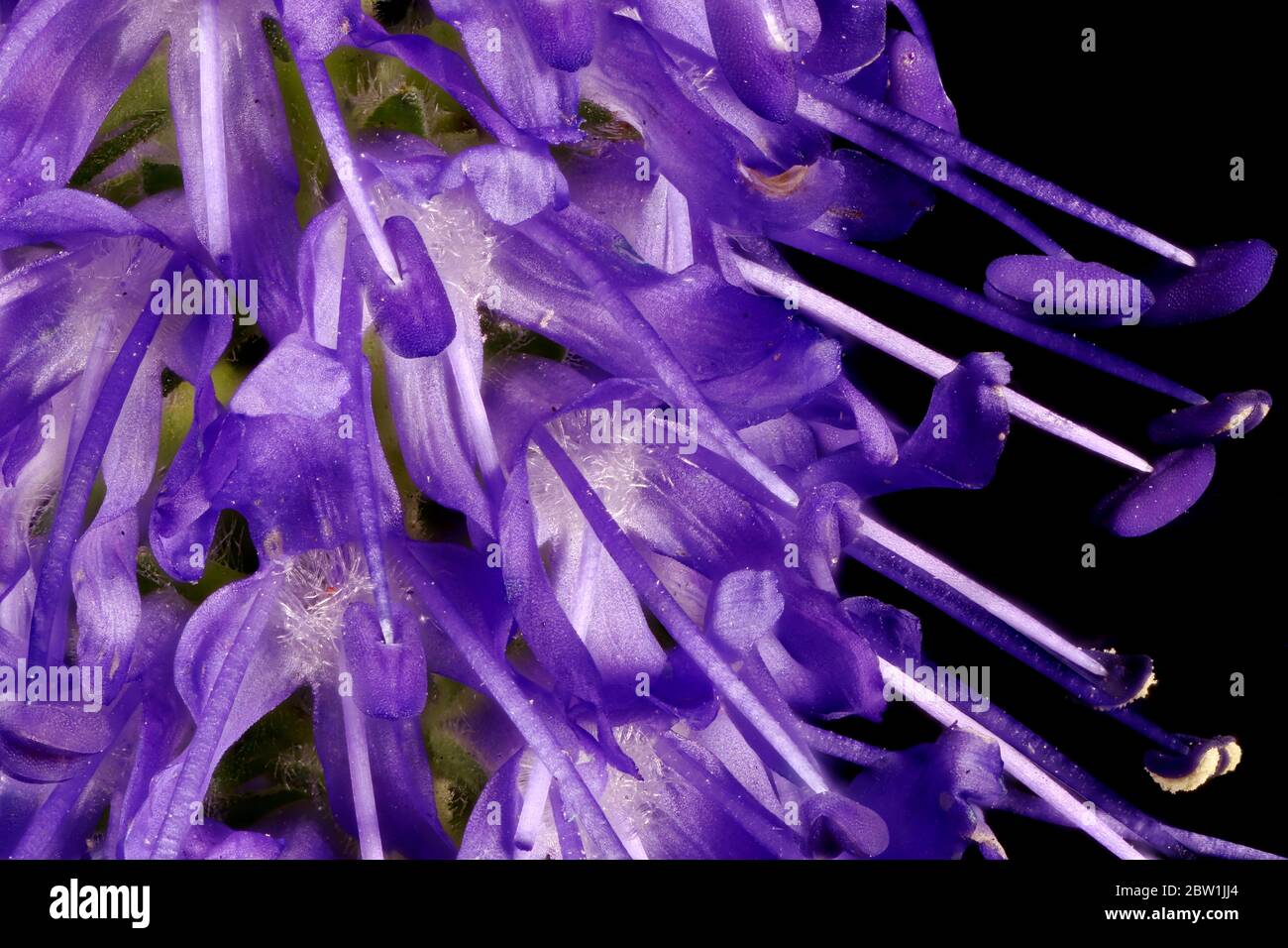 Spiked Speedwell (Veronica spicata). Inflorescence Detail Closeup Stock Photo
