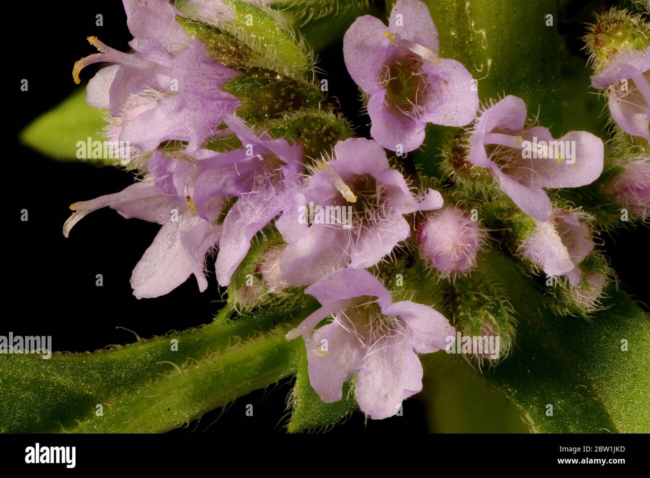Corn Mint (Mentha arvensis). Inflorescence Detail Closeup Stock Photo