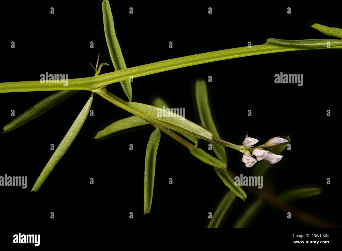 Hairy Tare (Vicia hirsuta). Inflorescence Closeup Stock Photo