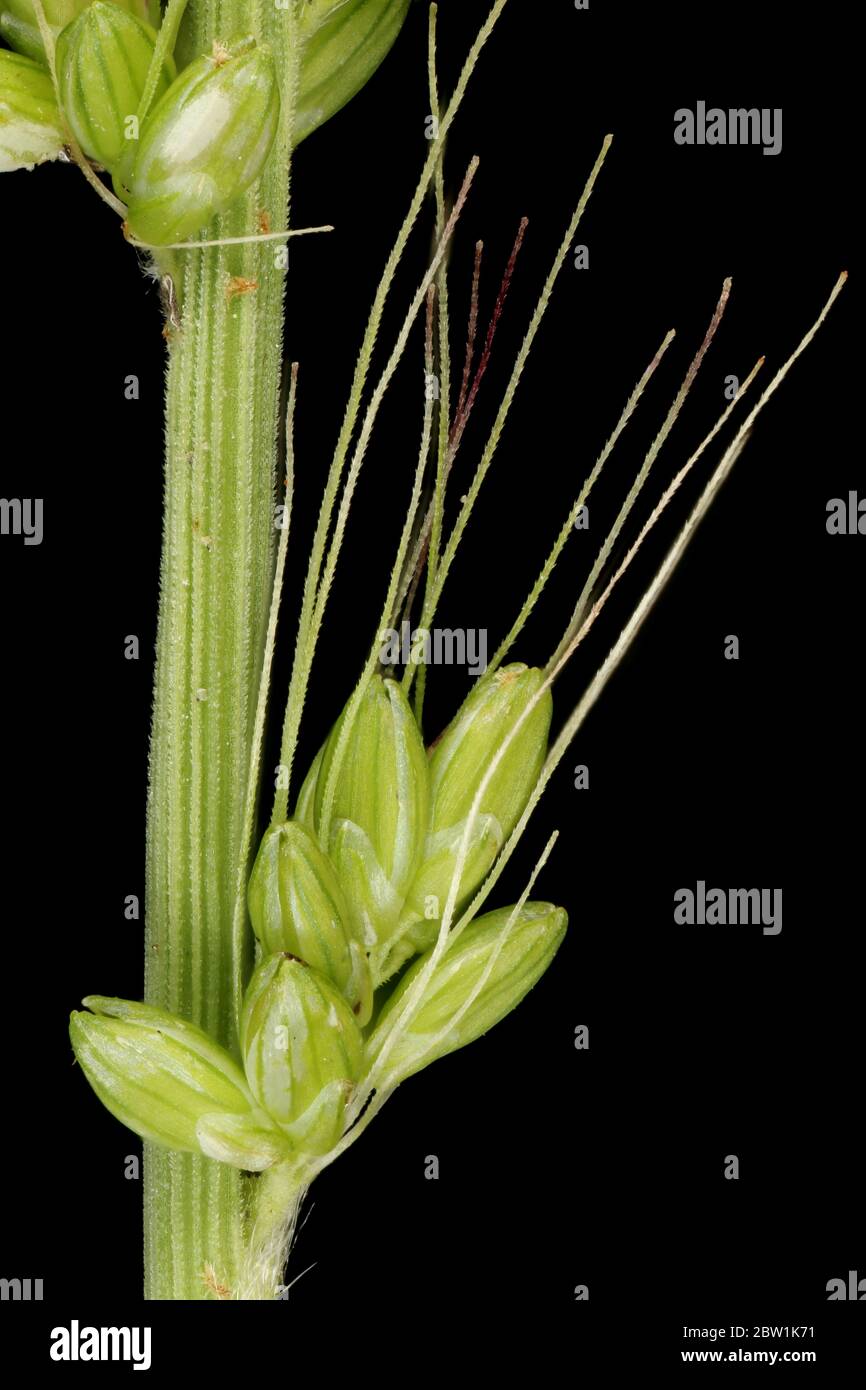 Green Bristle Grass (Setaria viridis). Inflorescence Detail Closeup Stock Photo