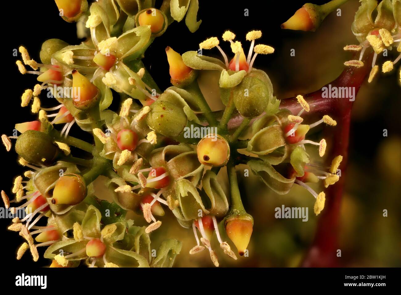 Thicket Creeper (Parthenocissus inserta). Inflorescence Detail Closeup Stock Photo