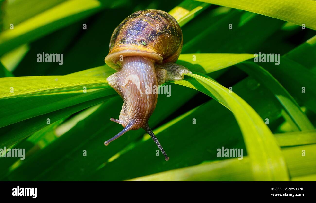 Snail on a green leaf on a sunny morning Stock Photo