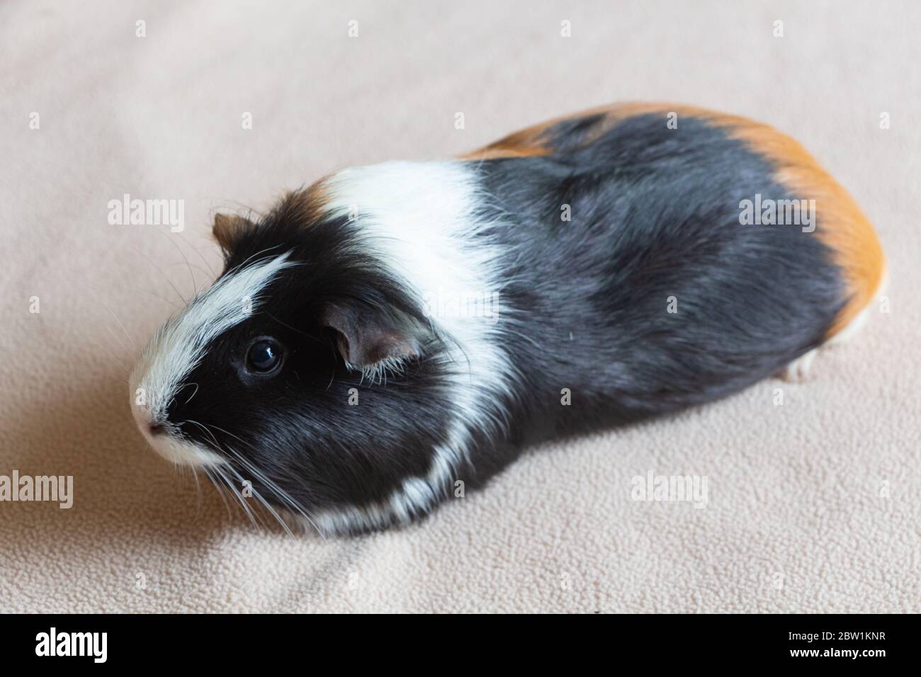 guinea pig blanket