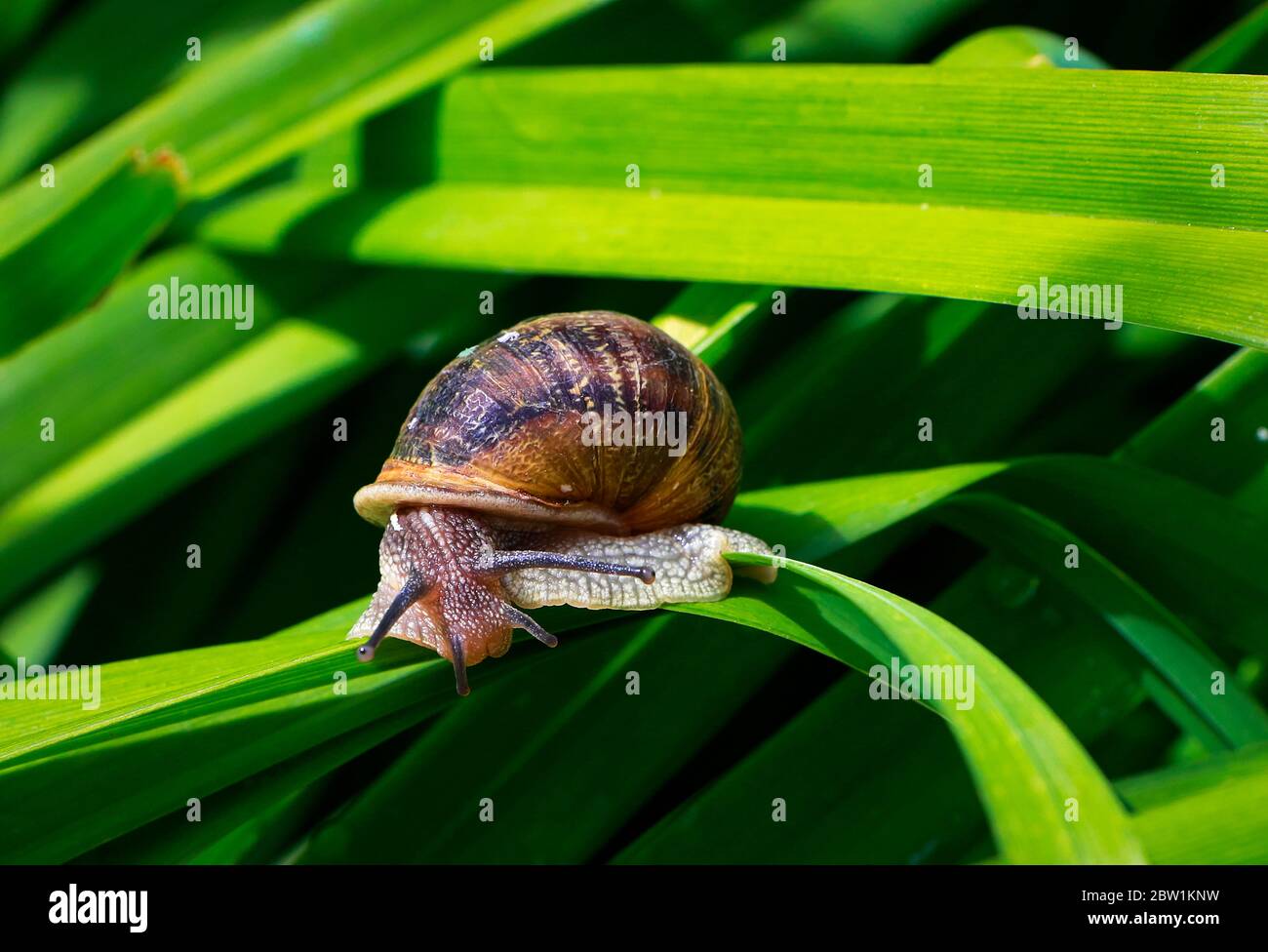 Snail on a green leaf on a sunny morning Stock Photo