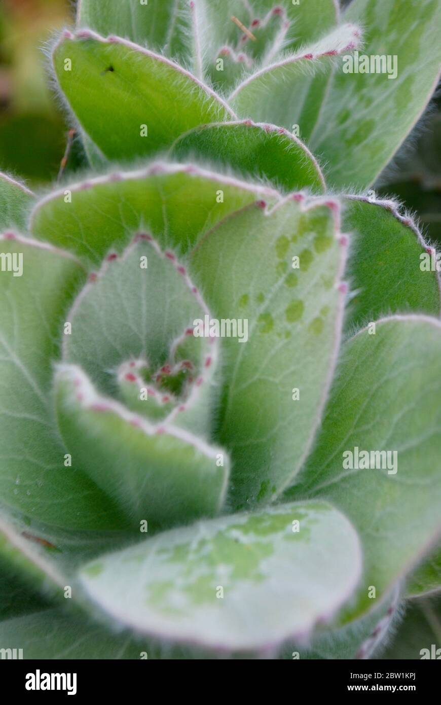 semitropical plant, Scilly Isles, Cornwall, United Kingdom Stock Photo