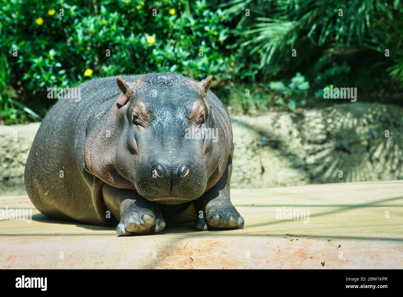 Fattest Hippo In The World