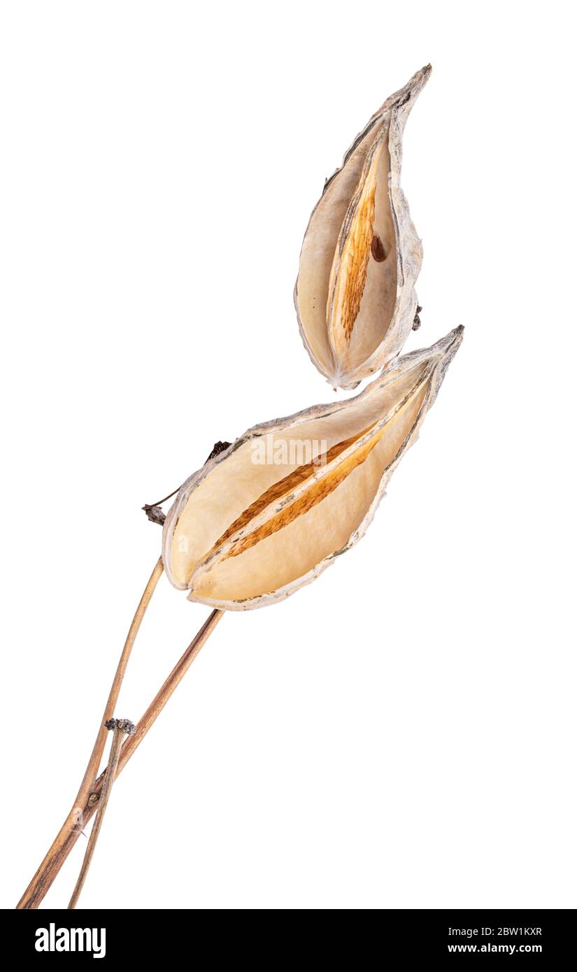 Common milkweed isolated on white background Stock Photo