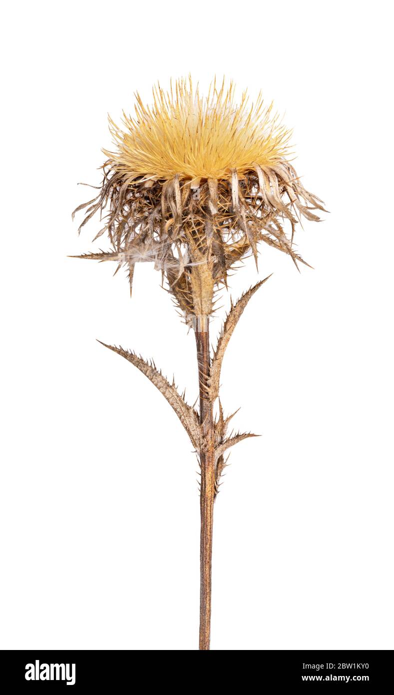 Carline Thistle isolated on white background Stock Photo
