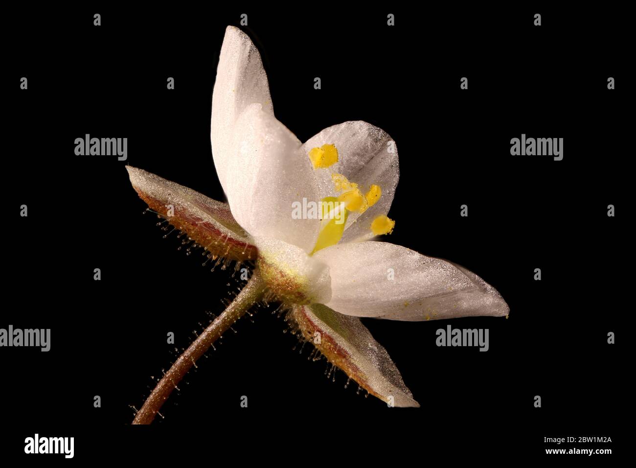Corn Spurrey (Spergula arvensis). Flower Closeup Stock Photo