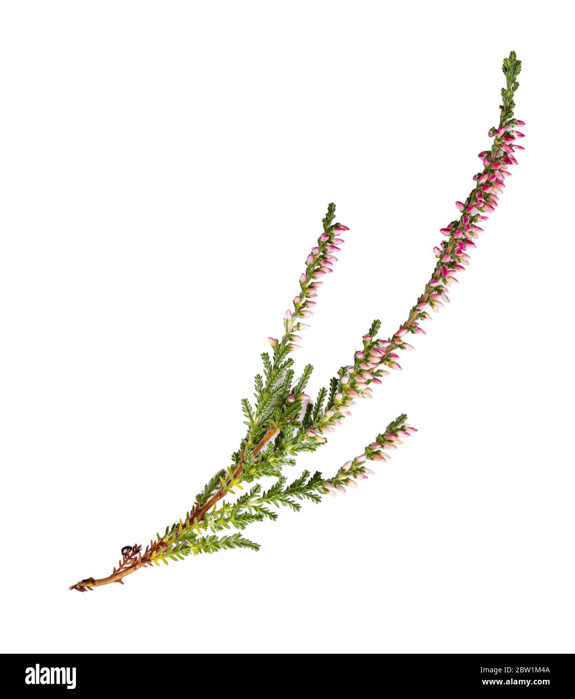 Calluna flowers (heather) isolated on white background Stock Photo