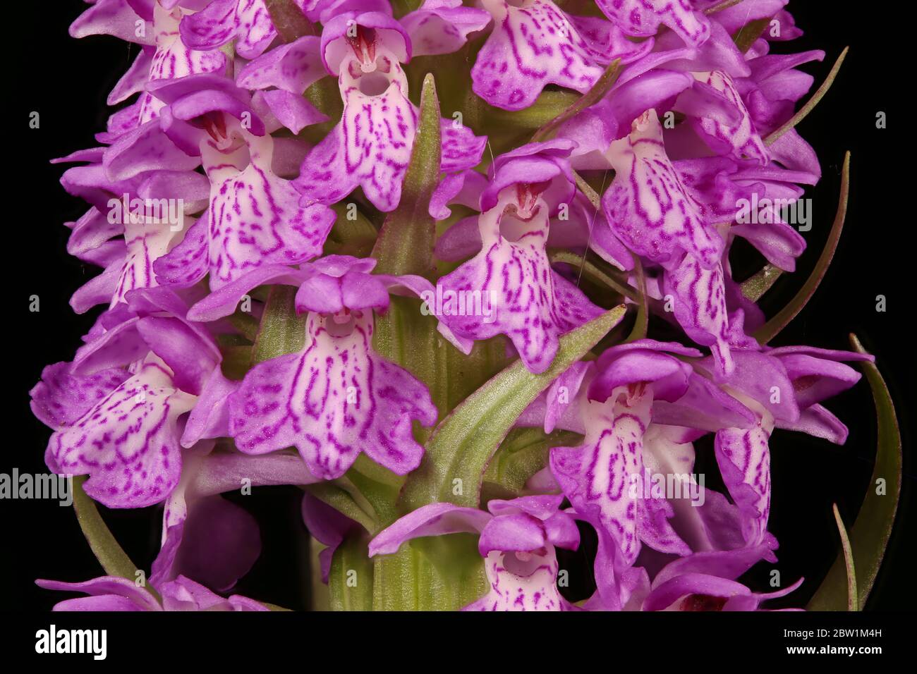Baltic Spotted Orchid (Dactylorhiza baltica). Inflorescence Detail Closeup Stock Photo