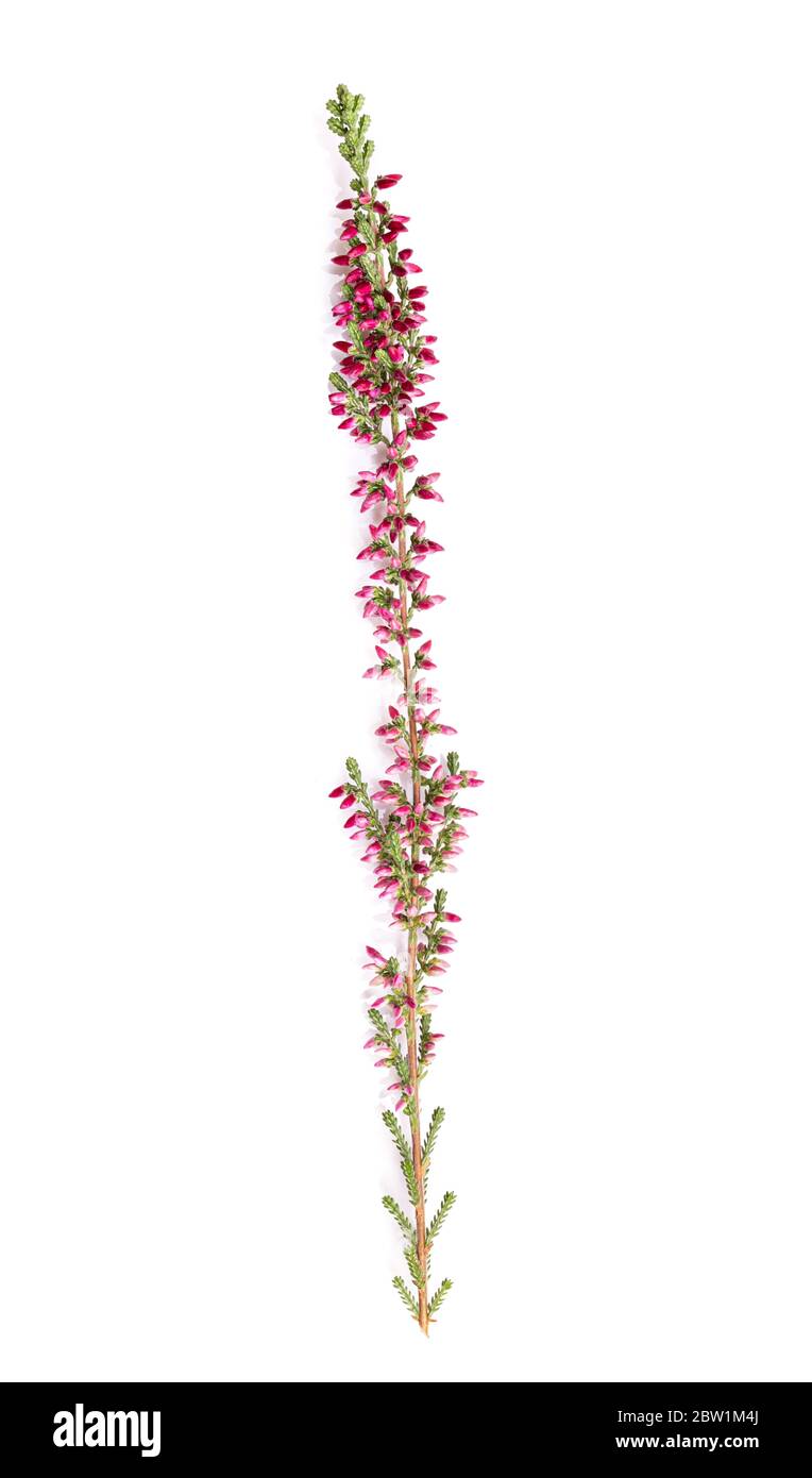 Calluna flowers (heather) isolated on white background Stock Photo