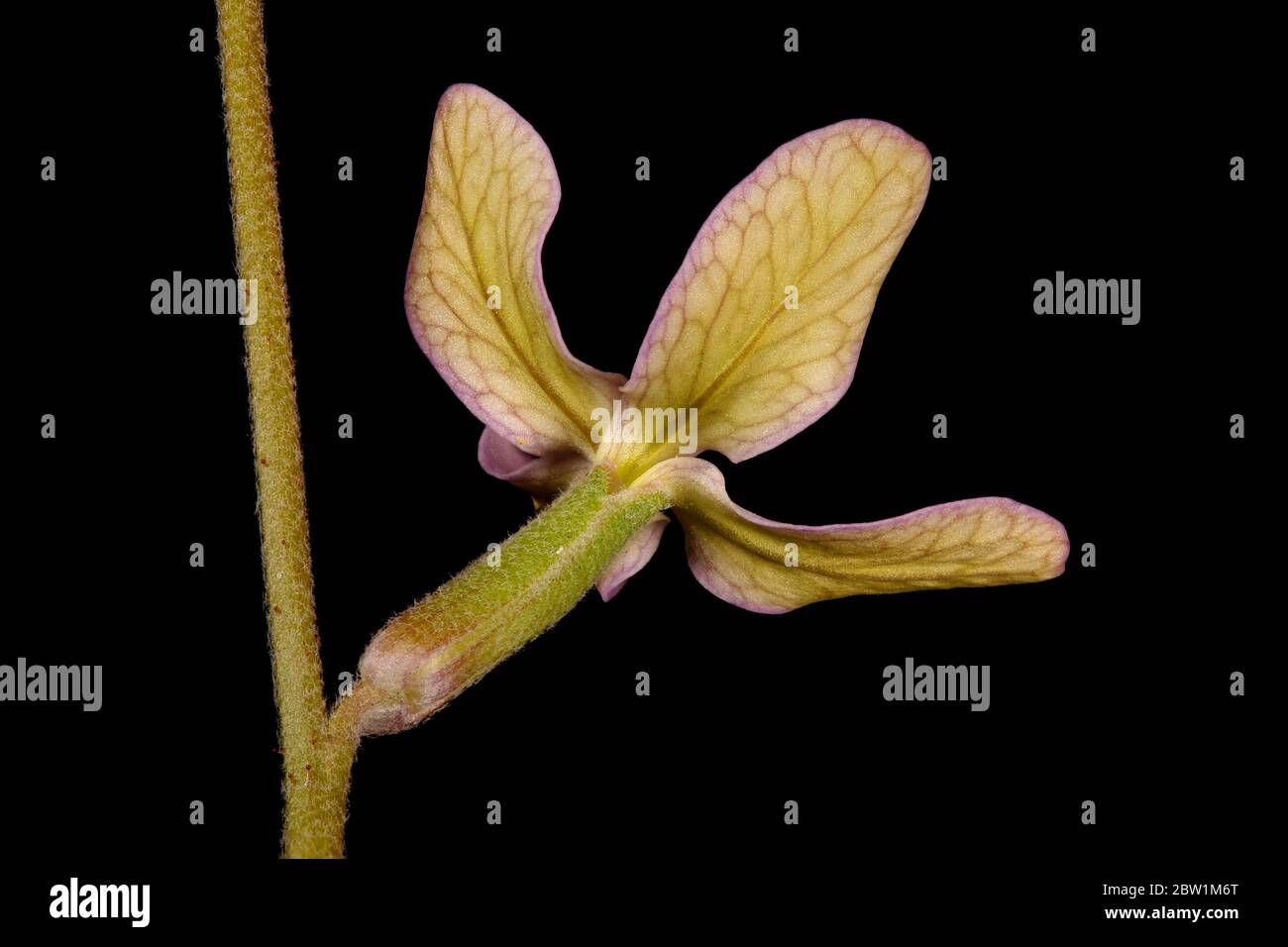 Night-Scented Stock (Matthiola longipetala). Flower Closeup Stock Photo