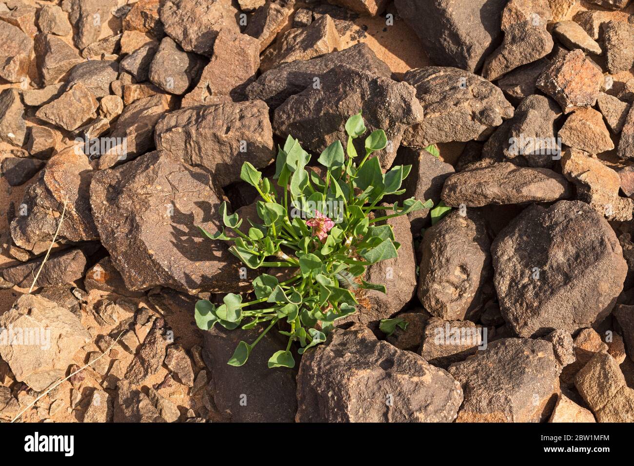 Rumex cyprius knotweed growing in the makhtesh ramon crater in israel among patina covered rocks and stones Stock Photo