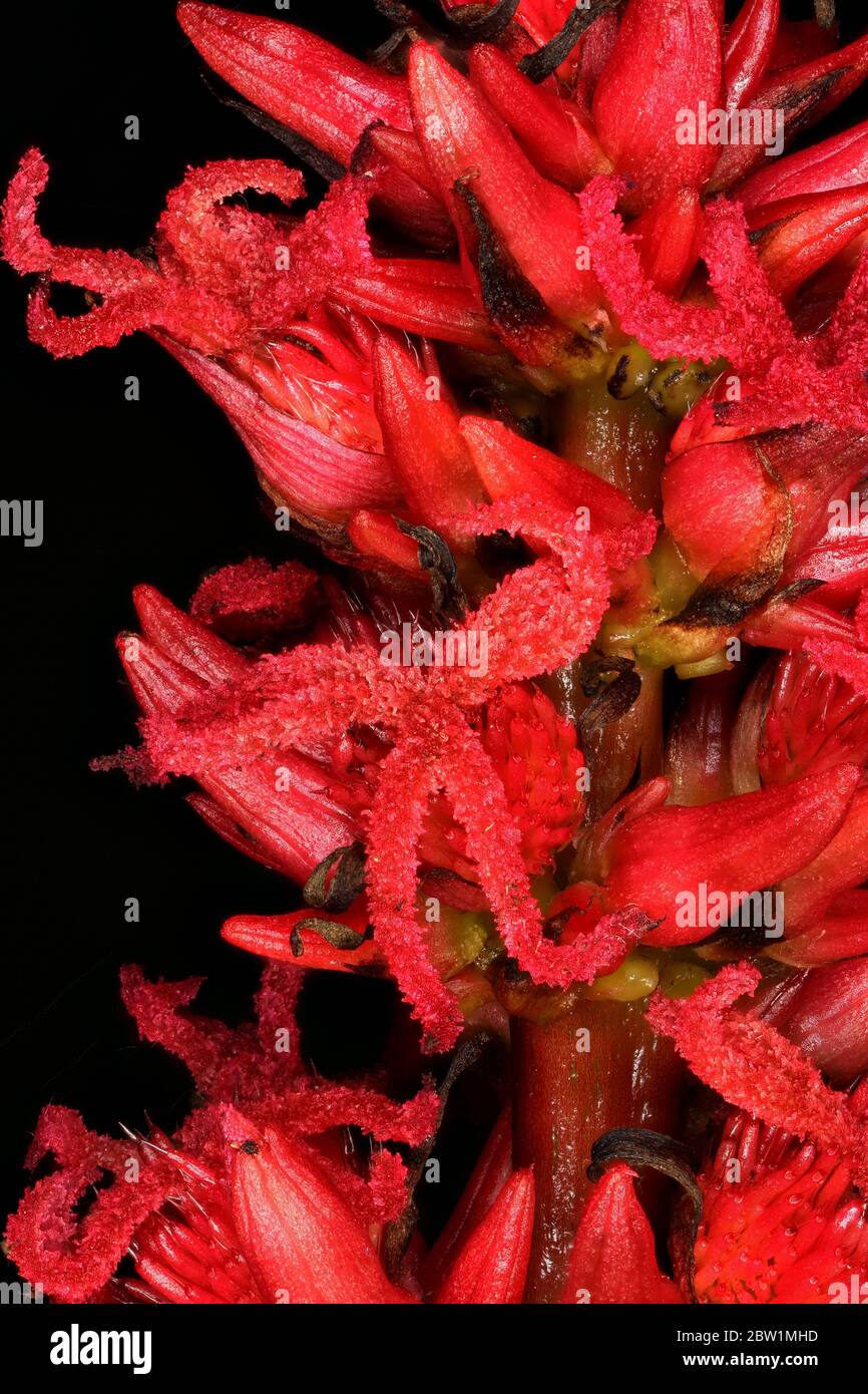 Castor-Oil Plant (Ricinus communis). Female Flowers Closeup Stock Photo