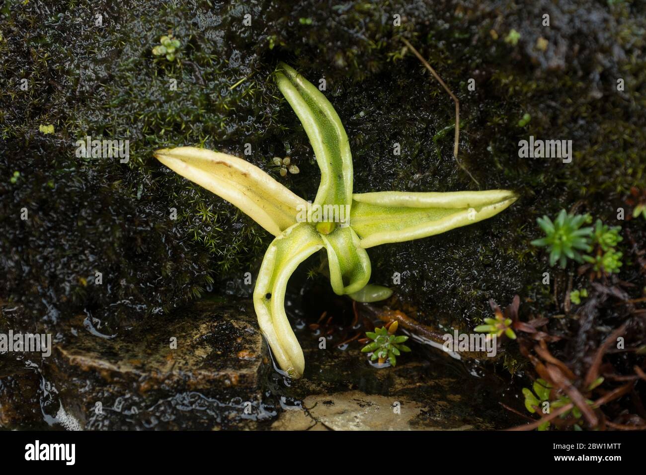 Common Butterwort (Pinguicula vulgaris) Carnivorous Plant in Scottish