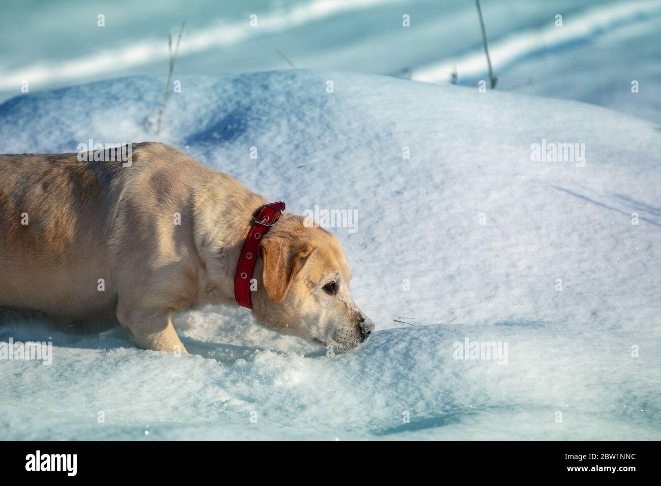 Labrador retriever dog walking outdoors in deep snow in winter Stock Photo