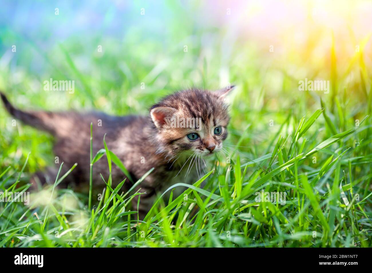 Little kitten walks in the grass on a green lawn Stock Photo - Alamy
