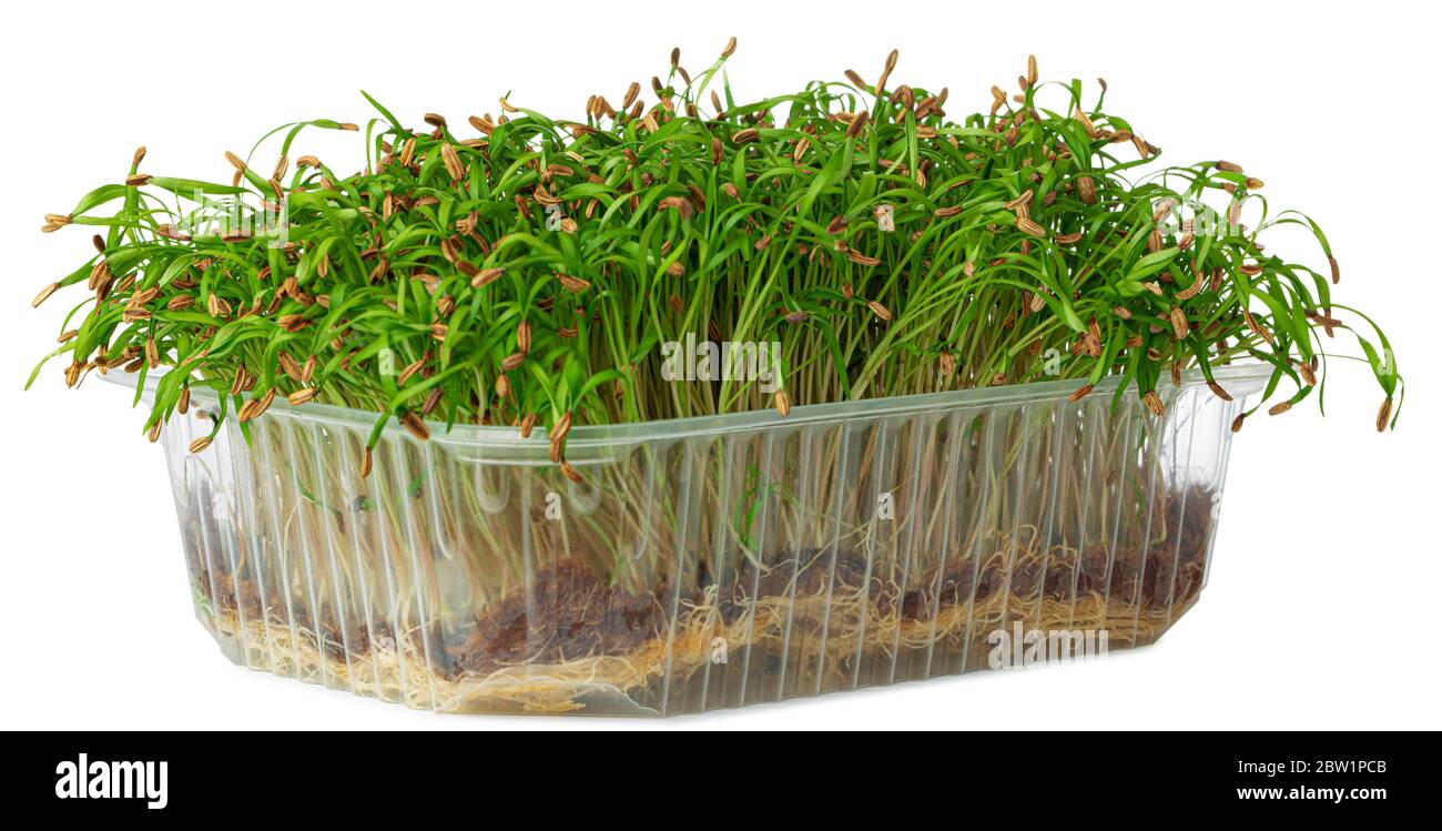 Micro green sprouts of fennel isolated on white Stock Photo Alamy
